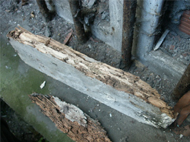 Viga de madera afectada por las termitas